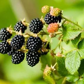 Blackberry (Rubus fruticosus) 1